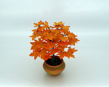 Specimin Acer